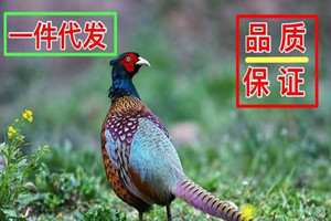 做電子商務(wù)，淘寶代發(fā)貨好做嗎？