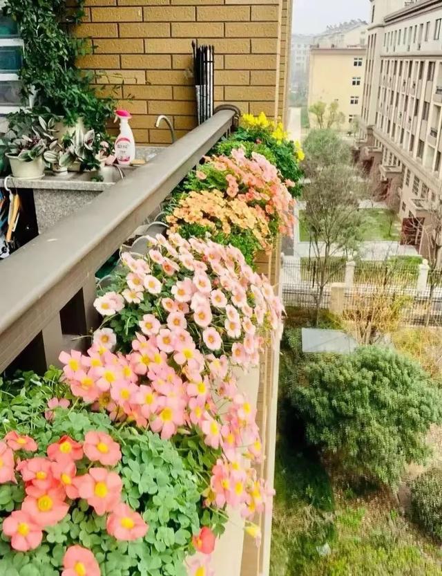 鬧羊花多少錢一斤，鬧羊花多少錢一公斤？