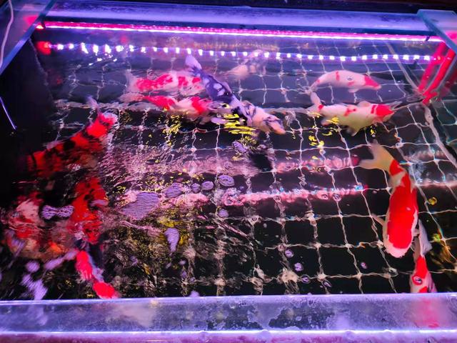 水族箱，迷你的魚缸？