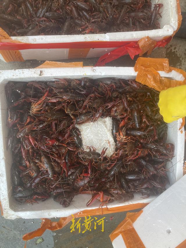 西安小龍蝦多少錢一斤批發(fā)市場價格，龍蝦批發(fā)8一10元一斤？