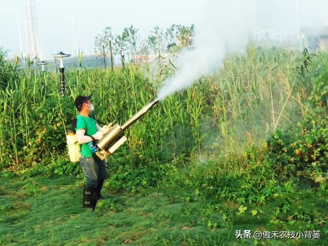 大型蘆葦苗批發(fā)廠家，供應(yīng)蘆葦苗廠家電話？