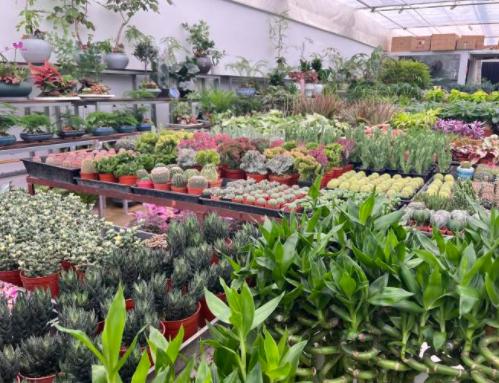 上海綠植批發(fā)基地，上海綠植批發(fā)基地在什么地方？