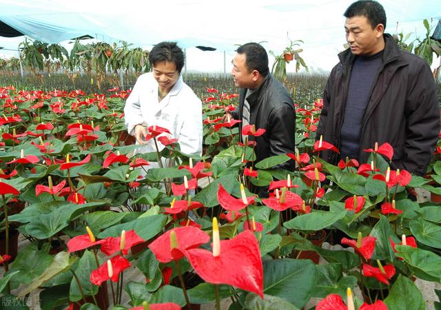 花卉批發(fā)市場(chǎng)進(jìn)貨渠道，花卉批發(fā)市場(chǎng)進(jìn)貨渠道地址？