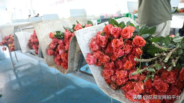 溫州批發(fā)鮮花去哪里進貨，批發(fā)鮮花去哪里進貨固鎮(zhèn)