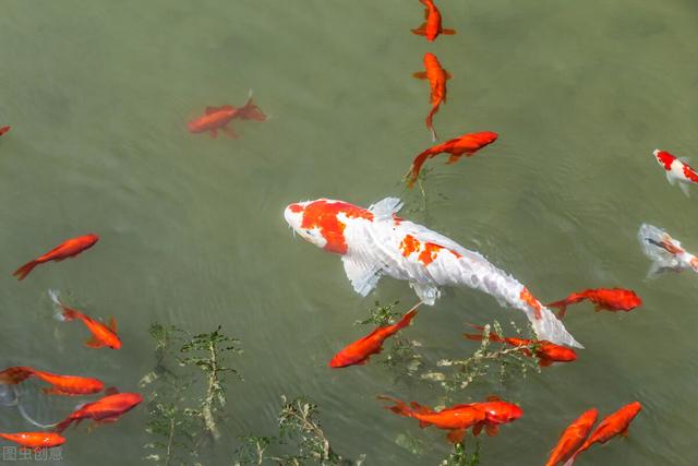 觀賞魚魚缸批發(fā)市場，觀賞魚缸批發(fā)價格？