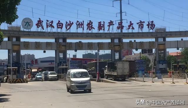 水產(chǎn)品批發(fā)市場在哪里，成都水產(chǎn)品批發(fā)市場在哪里？