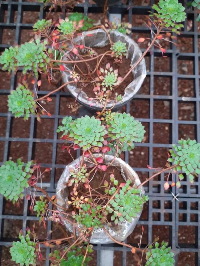 水生植物批發(fā)種植基地在哪里，水生植物批發(fā)種植基地地址？