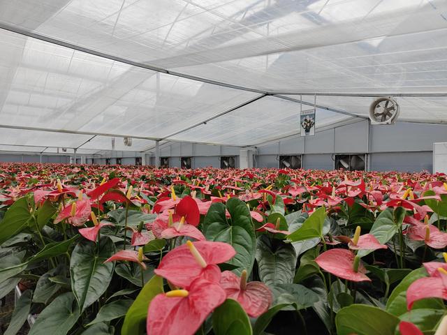 花卉批發(fā)商該去哪里進貨北京，北京花卉批發(fā)市場進貨渠道？