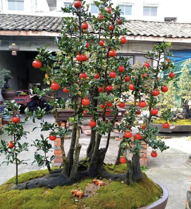 金彈子盆景批發(fā)基地哪里有，金彈子盆景基地批發(fā)價格？