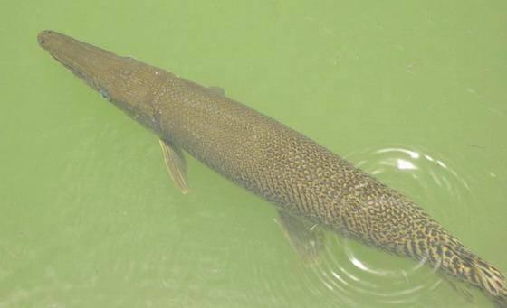 汕頭批發(fā)觀賞魚市場(chǎng)，汕頭賣魚去哪里批發(fā)？