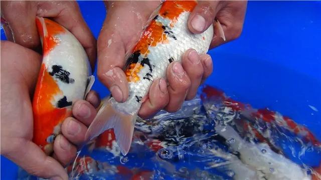 觀賞魚批發(fā)商該去哪里進貨，汕頭淡水魚批發(fā)市場在哪？