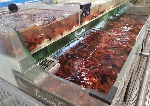 成都龍蝦多少錢一斤，龍蝦批發(fā)8一10元一斤？