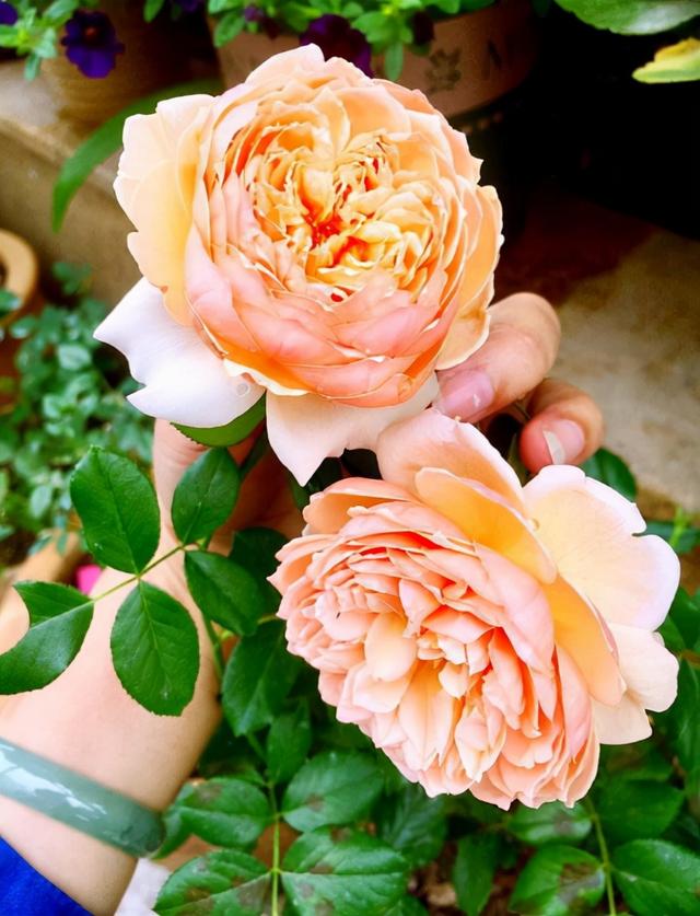 哪里有月季花苗批發(fā)的，哪里有月季花苗批發(fā)的地方？