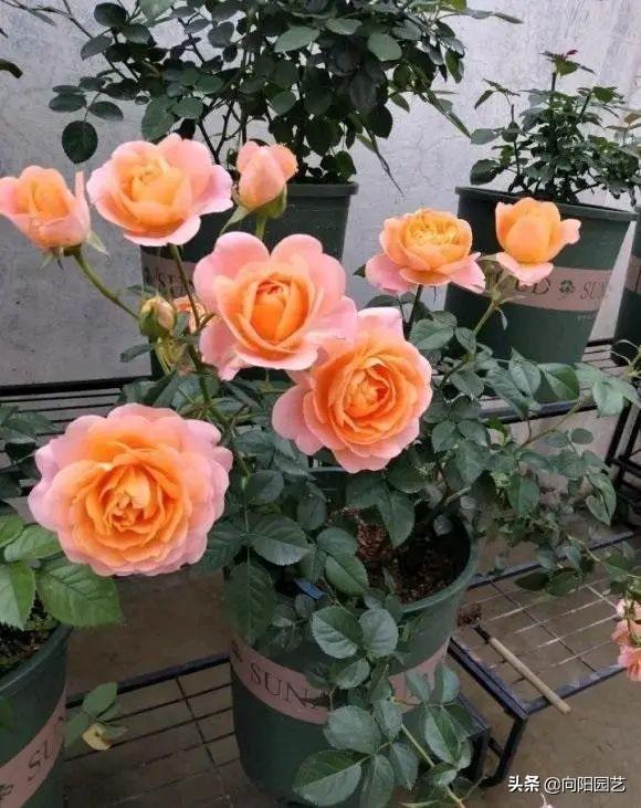 哪里有月季花苗批發(fā)的市場(chǎng)，哪里有月季花苗賣(mài)？