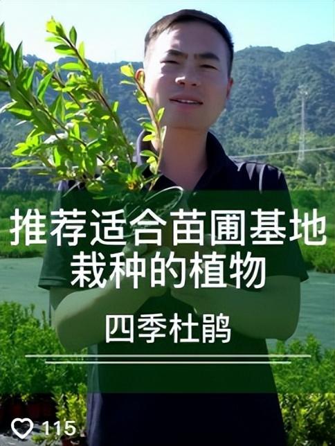 哪里批發(fā)月季苗最便宜，哪里批發(fā)月季苗最便宜的？