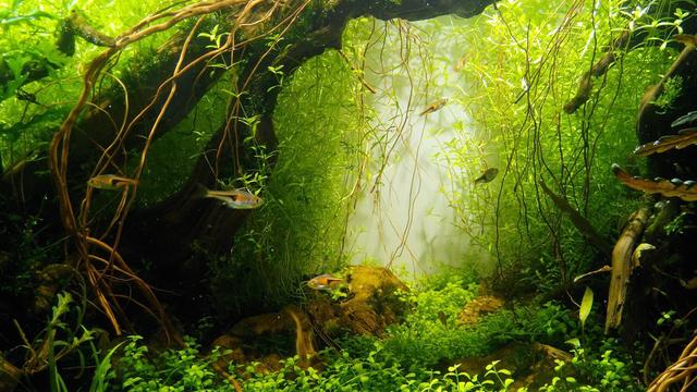 大型魚缸批發(fā)市場，觀賞魚魚缸批發(fā)最便宜？
