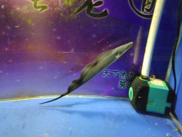 觀賞魚魚缸批發(fā)市場，觀賞魚缸批發(fā)價格？