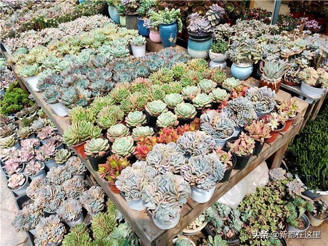 廣州花卉市場批發(fā)在哪里進(jìn)，廣州花卉市場批發(fā)在哪里賣？