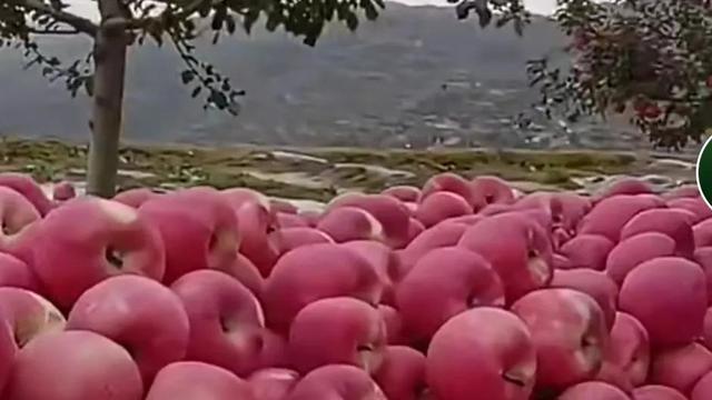 油鋸批發(fā)商，油鋸生產(chǎn)廠家？