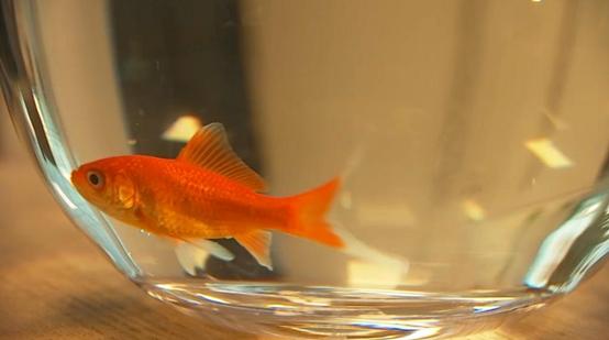 觀賞魚魚缸批發(fā)市場，觀賞魚缸批發(fā)價(jià)格？