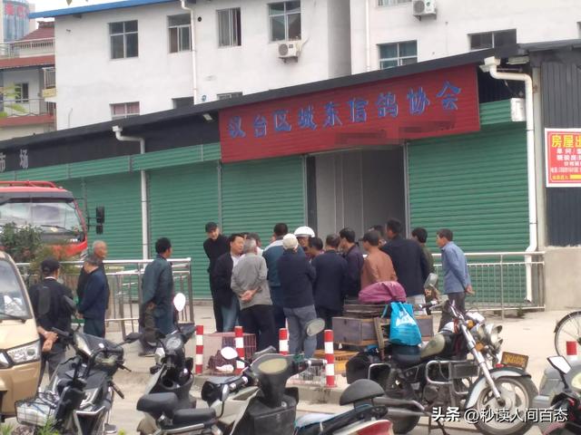 哪有鴿子賣，鴿子在哪里賣？