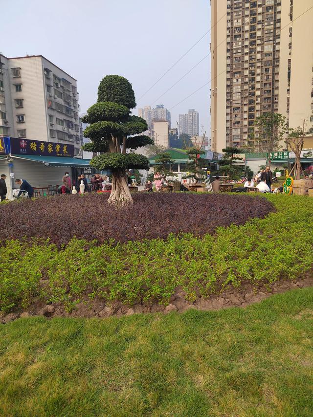 寵物鳥批發(fā)市場，寵物鳥批發(fā)市場在哪里？