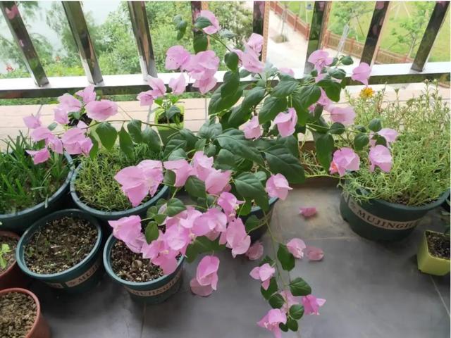 廣州花卉批發(fā)市場進貨渠道，廣州花卉批發(fā)市場進貨渠道有哪些？
