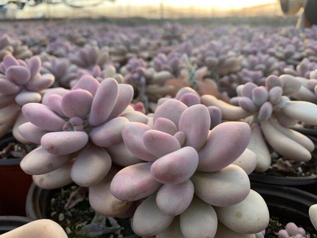 附近綠植批發(fā)基地，附近綠植批發(fā)基地在哪里？