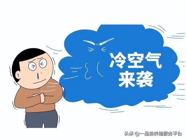 海南鵝苗多少錢一只，海南鵝苗多少錢一只在哪里買？