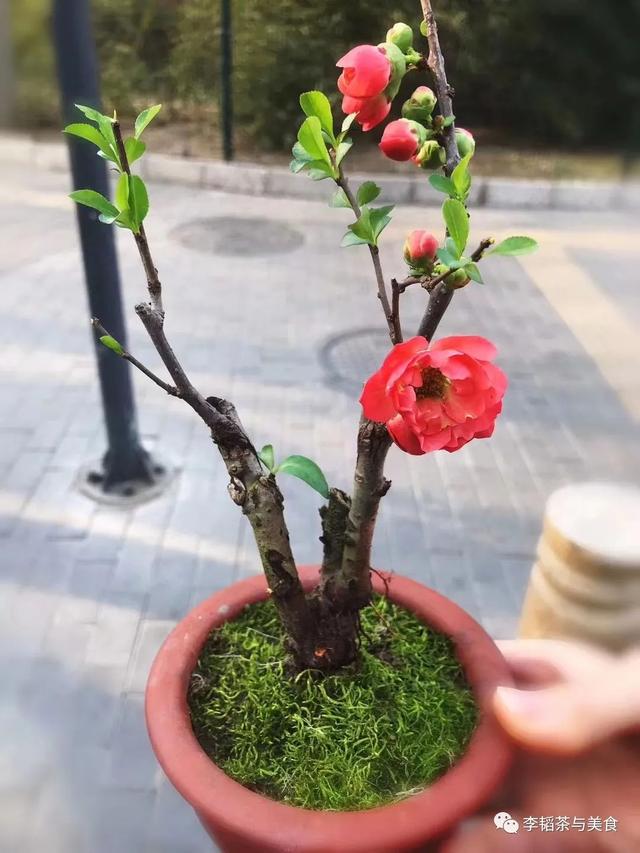 海棠果怎么賣，海棠果有賣的嗎？