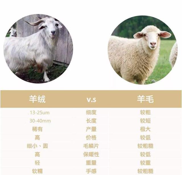 羊絨大廠家貨源微商推薦，羊絨大廠家貨源微商推薦圖片？