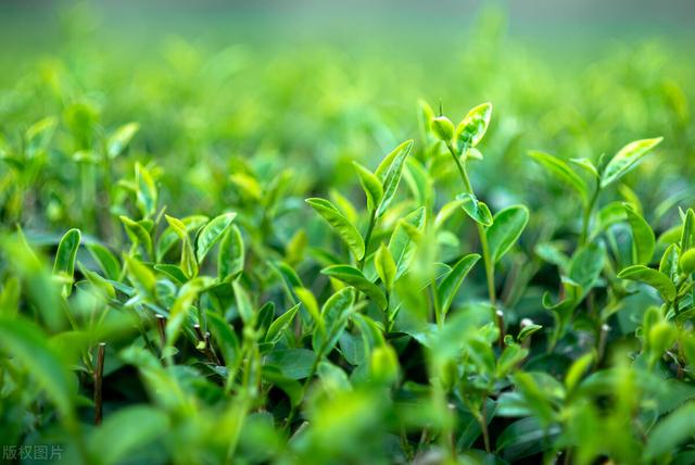 微商賣茶葉聊天技巧，微商賣茶葉的廣告詞？