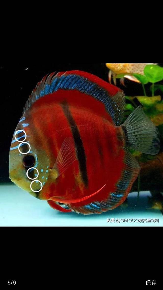 淘寶拼多多熱銷魚神仙貨源拿貨可靠嗎安全嗎，淘寶拼多多熱銷魚神仙貨源拿貨可靠嗎是真的嗎？