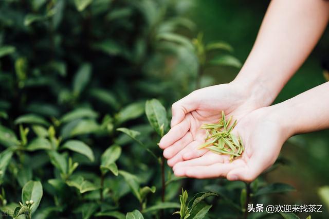 拼多多上貨的茶，拼多多上的中茶是真的嗎？