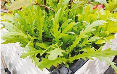 淘寶拼多多熱銷小號花盆貨源拿貨是真的嗎，拼多多_花盆？