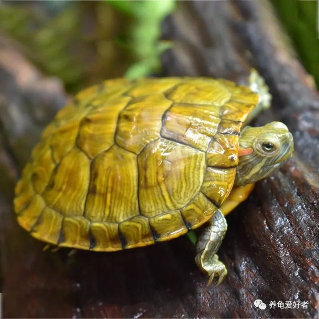 拼多多上的小青龜有人買過(guò)嗎，小青頭龜價(jià)格？